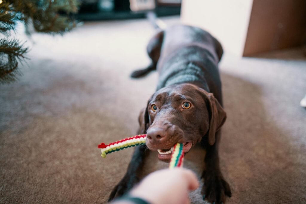 Labrador Retriever chocolate feliz brincando de cabo de guerra com brinquedo colorido dentro de casa aconchegante