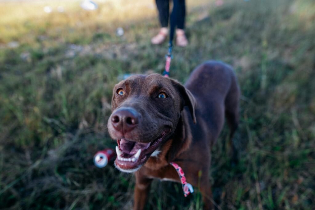 Labrador chocolate alegre em passeio ao ar livre na grama