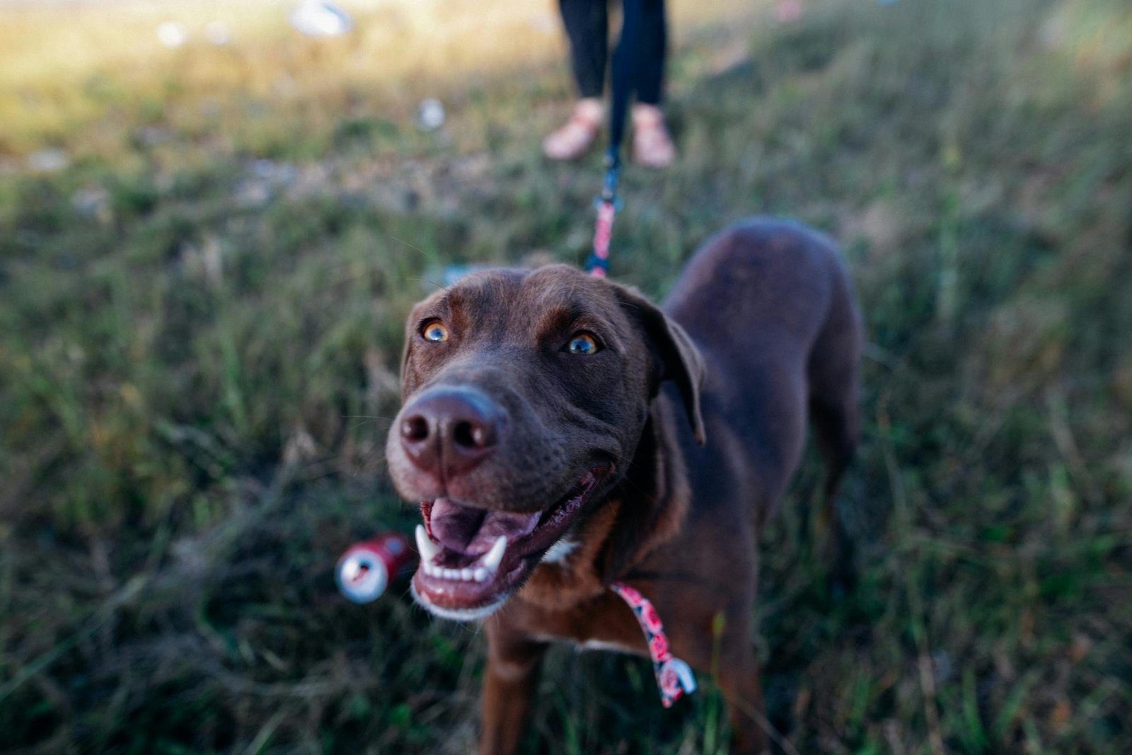 Labrador chocolate alegre em passeio ao ar livre na grama