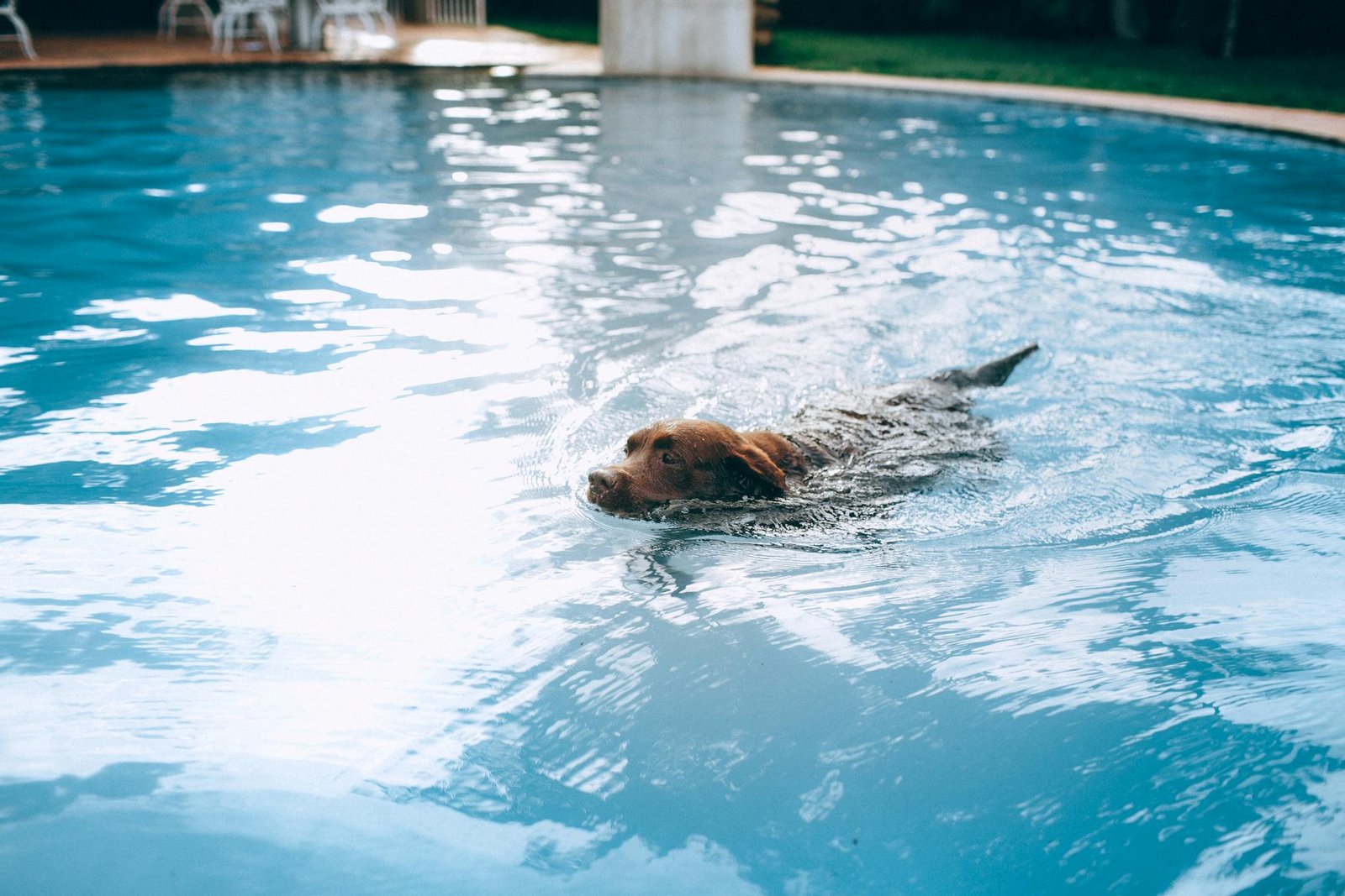 Labrador retriever nadando em piscina azul cristalina em dia ensolarado