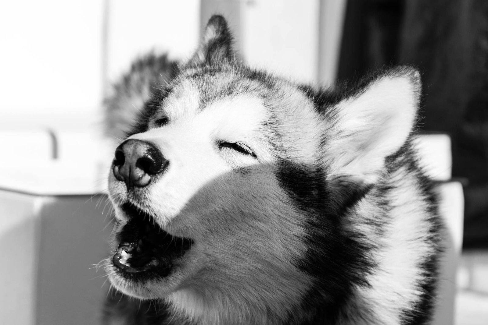 Close-up de Malamute do Alasca preto e branco uivando ao ar livre sob luz solar