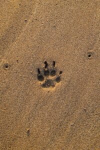 Marca de pata animal na areia da praia, close-up para descrição detalhada