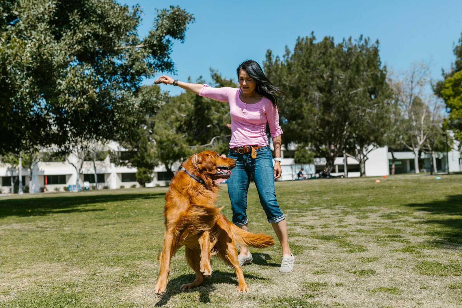 Mulher com camiseta rosa brincando com seu cão Setter Irlandês em parque ensolarado