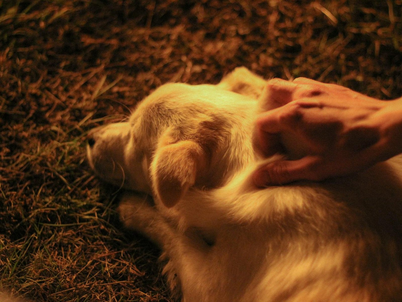 Cena acolhedora de pessoa acariciando cachorro deitado na grama mostrando afeto e conexão