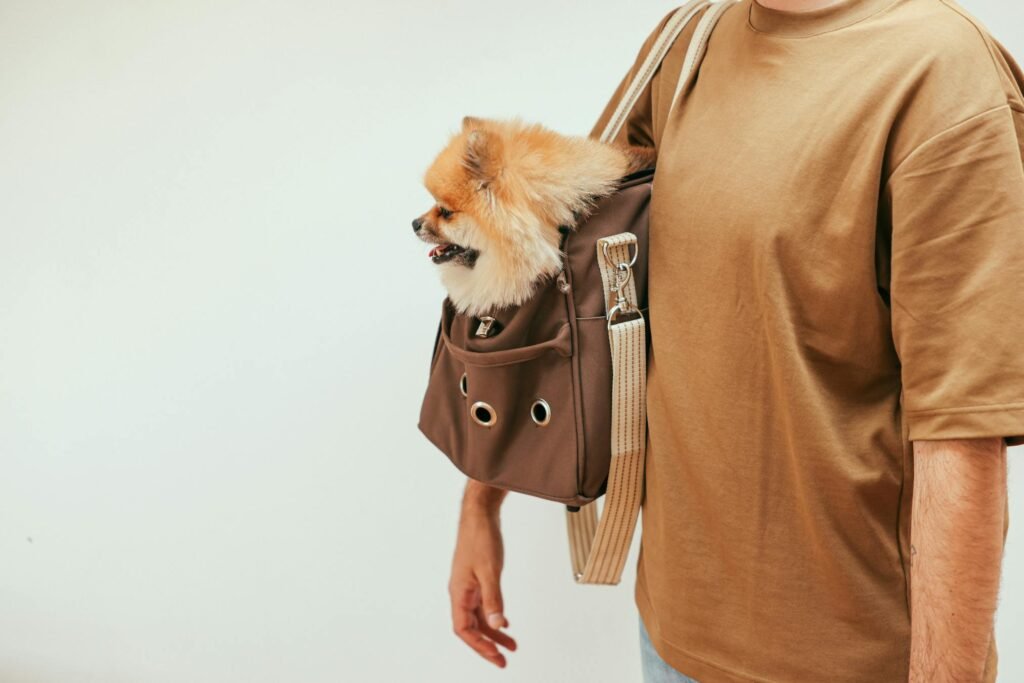 Pomerânia sentada em bolsa para pets marrom moderna, segurada por homem com camisa marrom