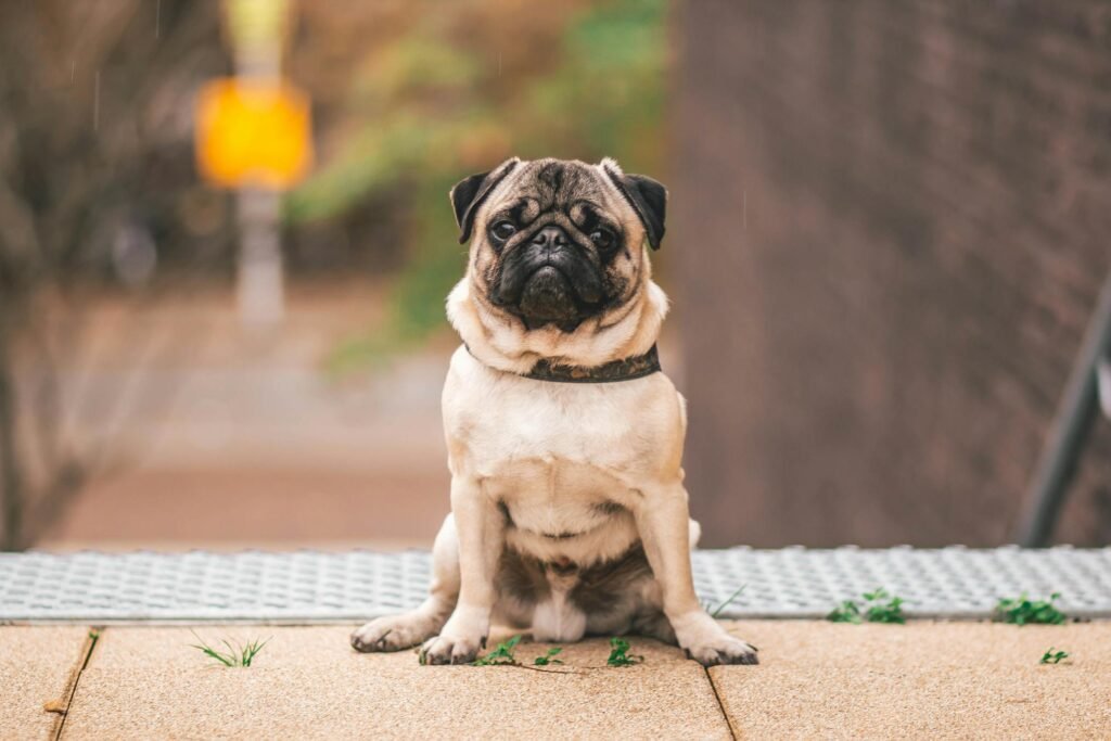 Pug adorável sentado ao ar livre em Weert, Holanda, com olhar curioso e atento