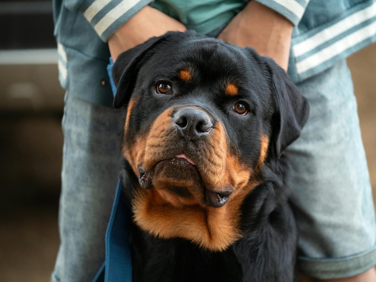 Retrato em close-up de Rottweiler com seu dono ao ar livre, mostrando afeto e lealdade