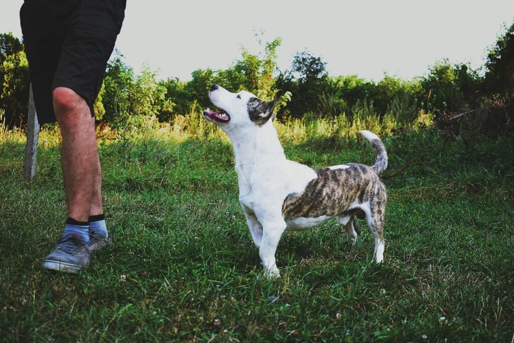 Cachorro brincando olhando para dono em campo verde durante o dia