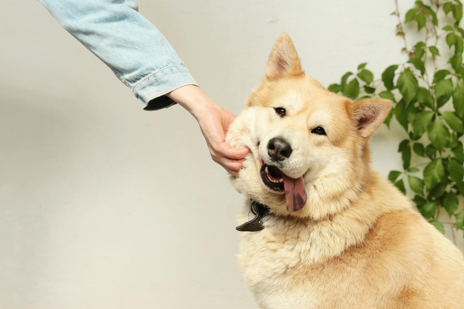 Cachorro feliz sendo acariciado de forma brincalhona por pessoa em ambiente interno, demonstrando alegria e amizade