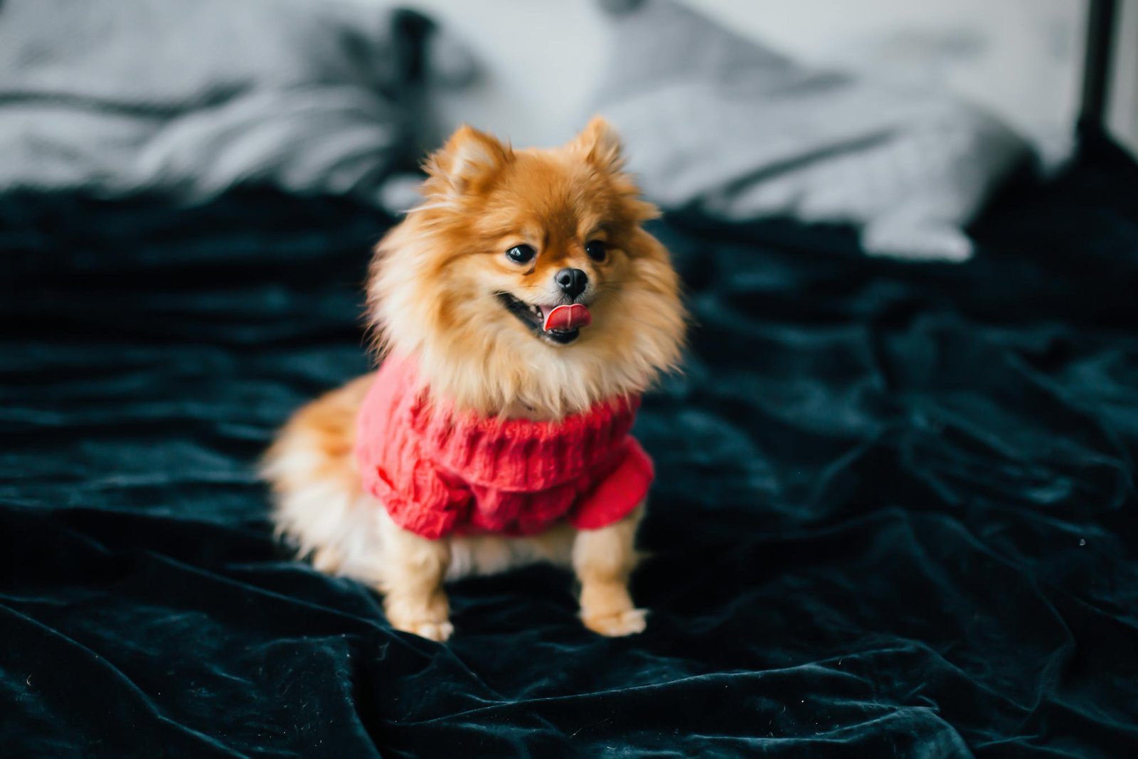 Cachorro Pomeranian fofo com suéter vermelho sentado em cama aconchegante dentro de casa