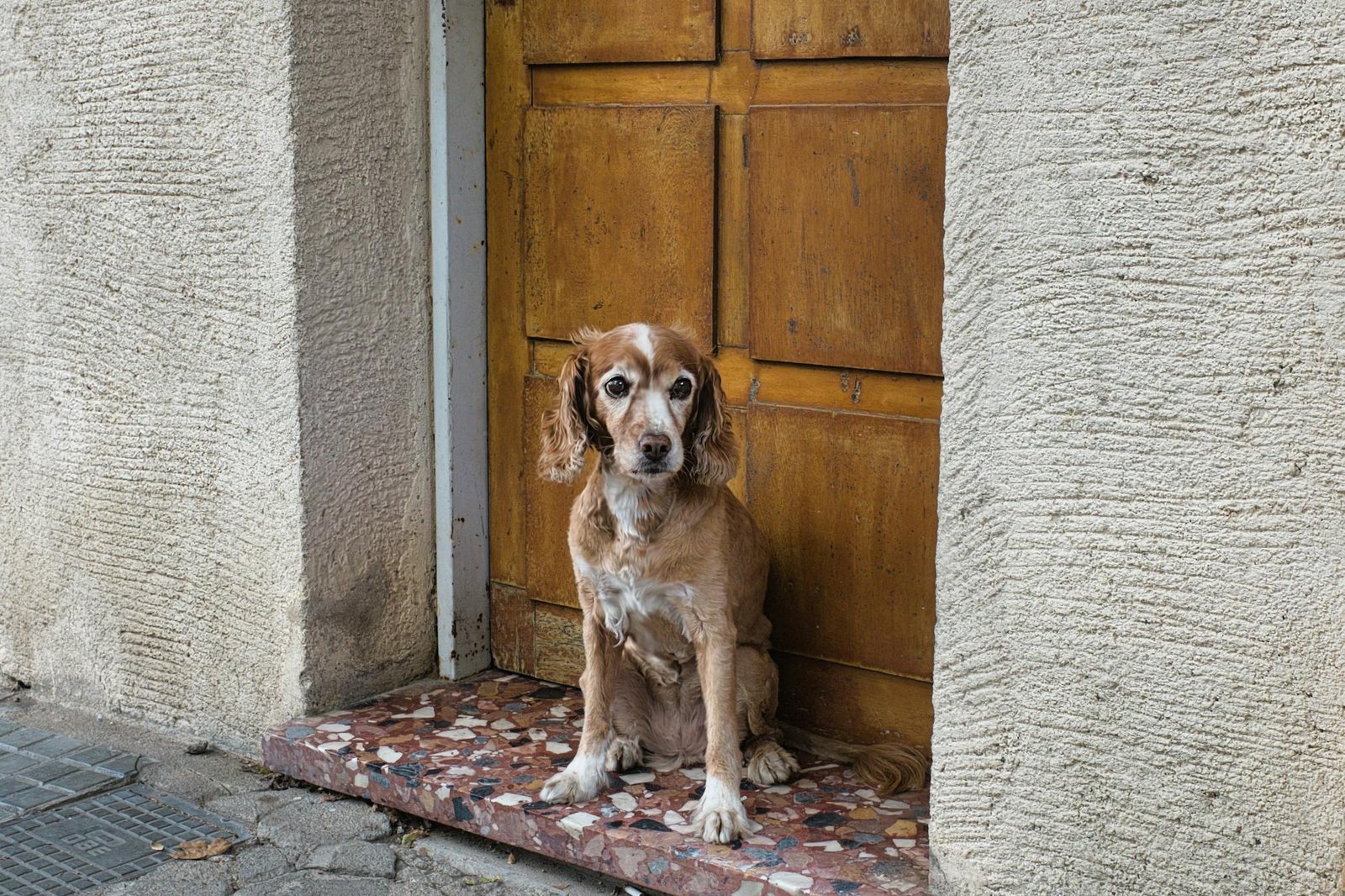 Cachorro encantador sentado pacientemente em porta de madeira antiga, transmitindo aconchego e tranquilidade