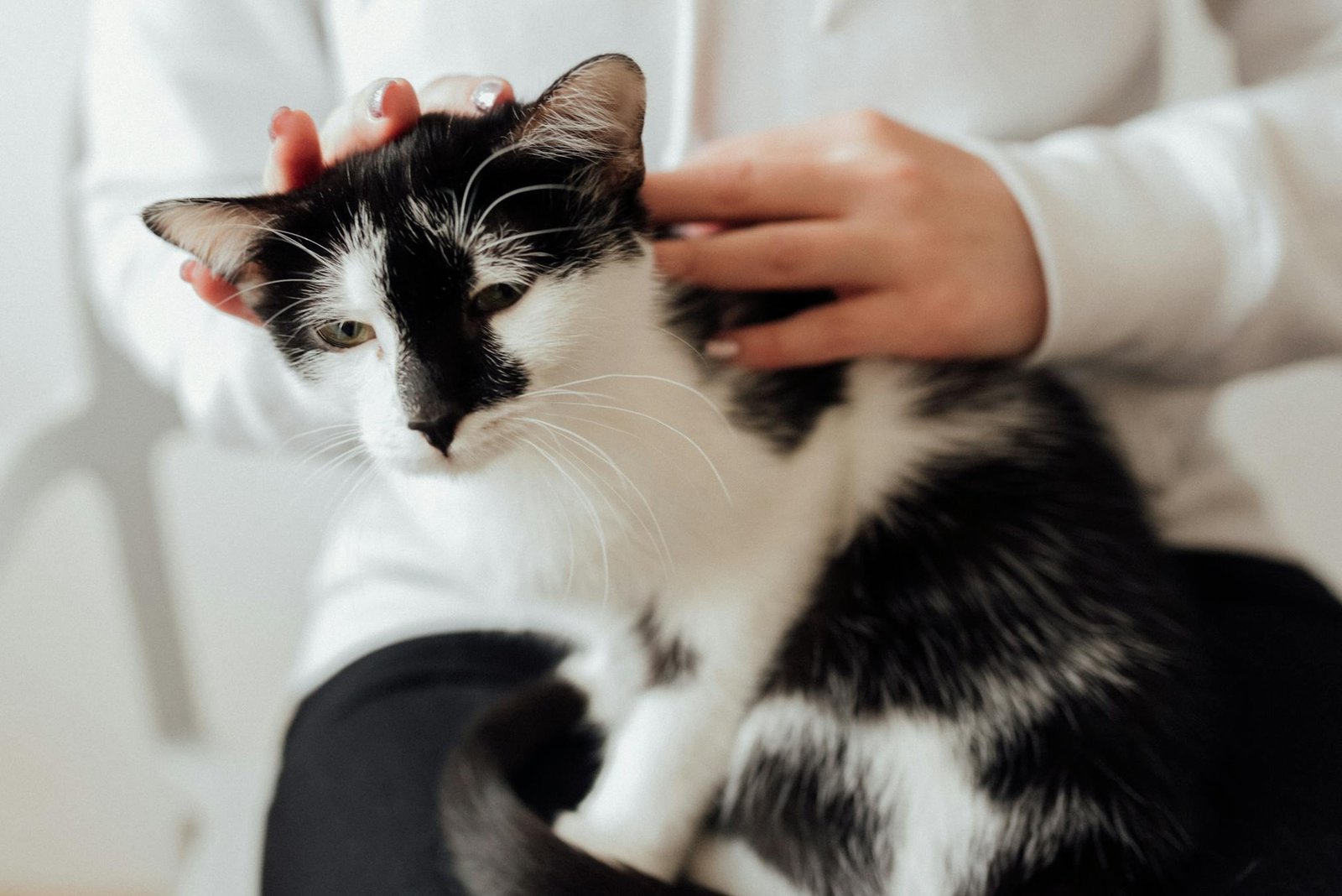 Pessoa acariciando gato preto e branco relaxado em ambiente interno, transmitindo tranquilidade
