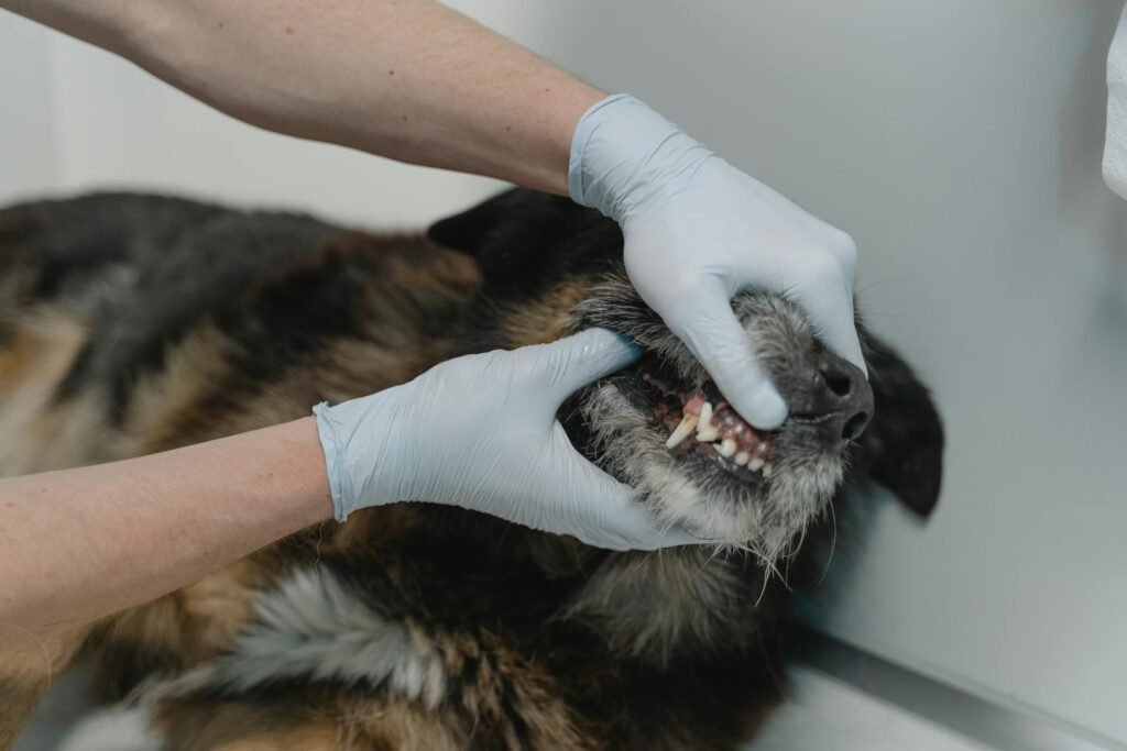 Veterinário examinando os dentes de cachorro durante consulta dentária