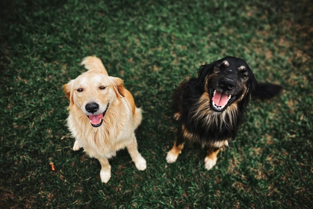 Dois cães felizes sorrindo e olhando para cima em campo verde ao ar livre