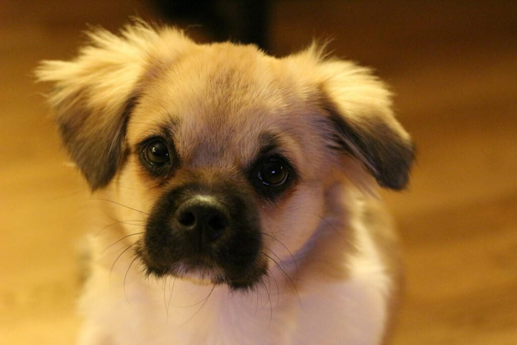 Filhote de cachorro adorável com orelhas fofas olhando para a câmera em fundo de piso de madeira