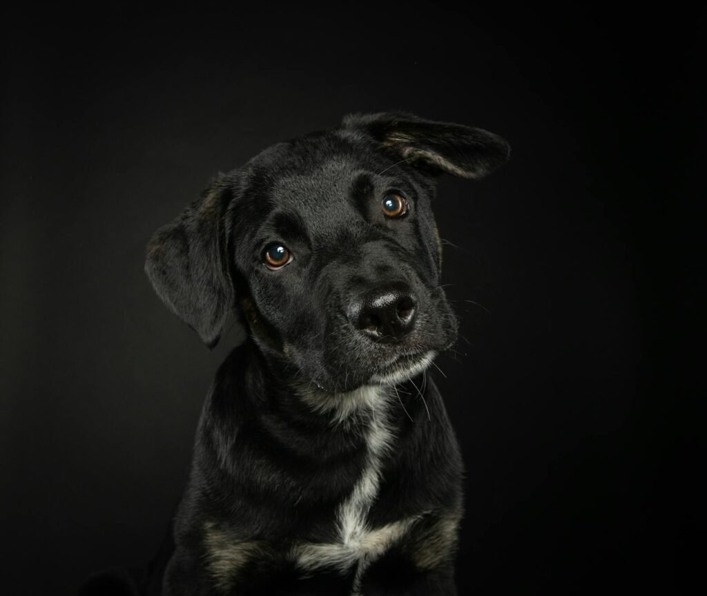 Retrato de filhote curioso de cachorro Labrador preto em estúdio, mostrando sua natureza brincalhona