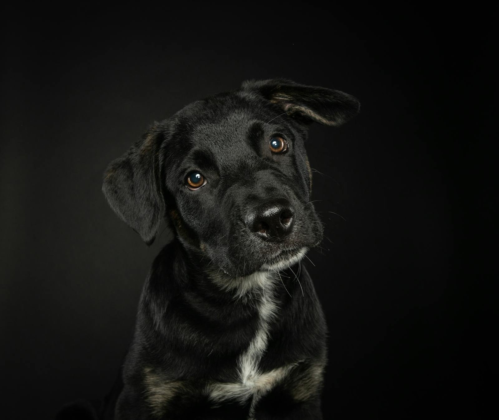 Retrato de filhote curioso de cachorro Labrador preto em estúdio, mostrando sua natureza brincalhona