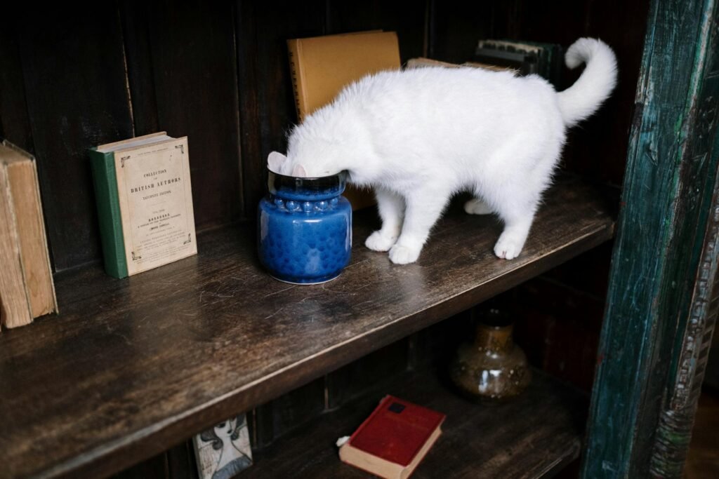 Gato branco curioso olhando para pote de cerâmica em estante aconchegante com livros vintage