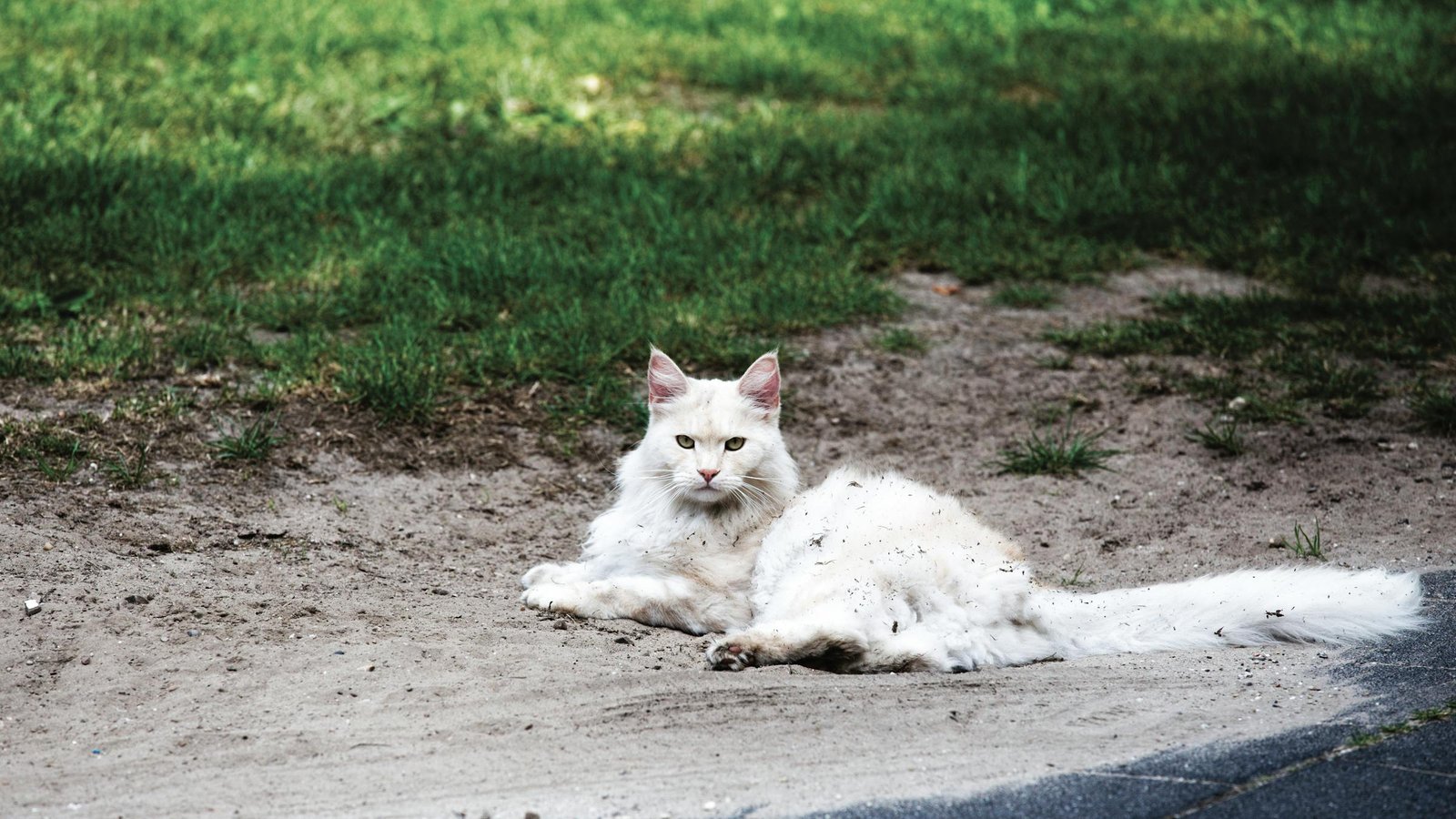 Gato branco sereno descansando na areia em ambiente externo ensolarado