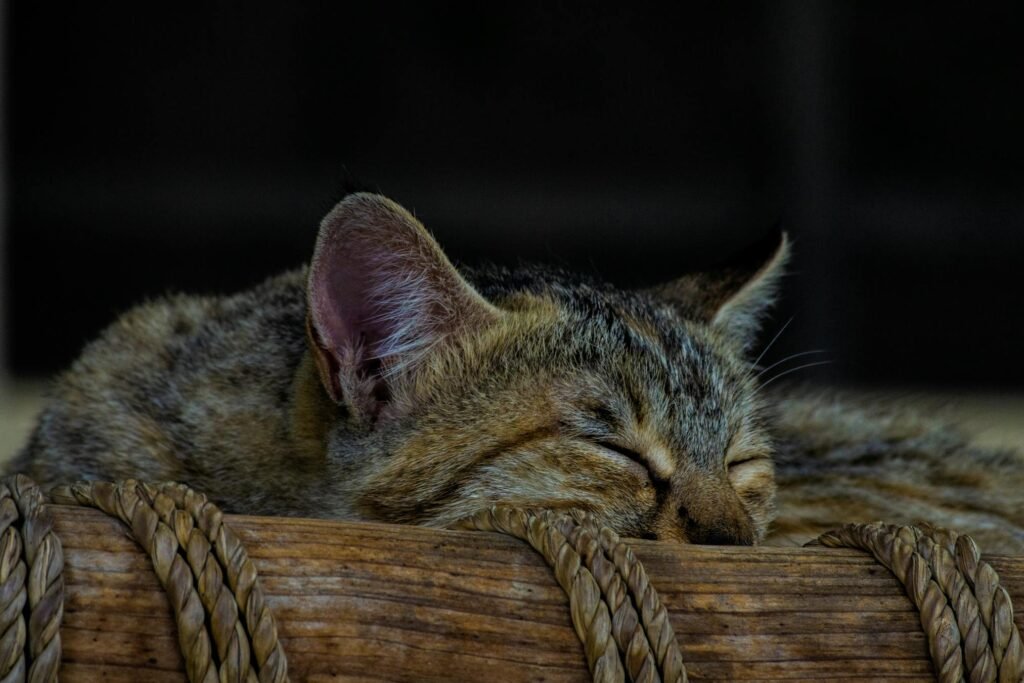Gato doméstico tranquilo dormindo em cesta de vime, transmitindo sensação de calma e aconchego
