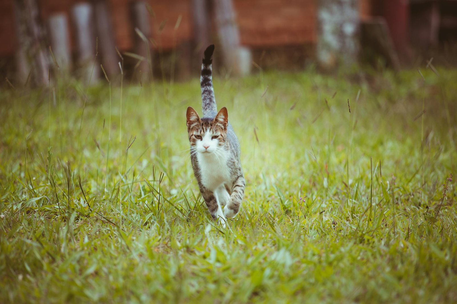 Gato malhado caminhando confiante em campo verde exuberante ao ar livre