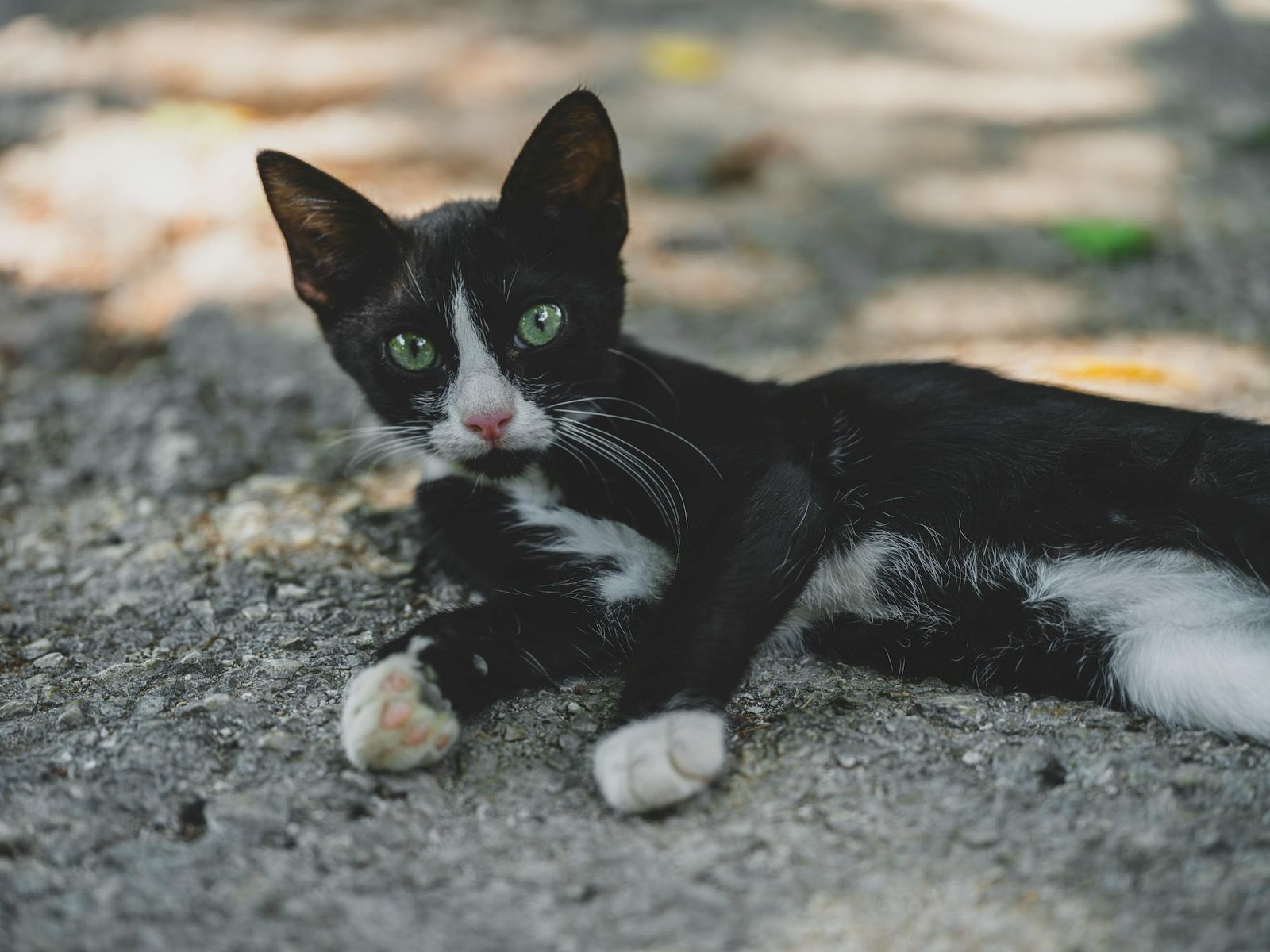 gato preto e branco fofo no parque, animal de estimação feliz ao ar livre