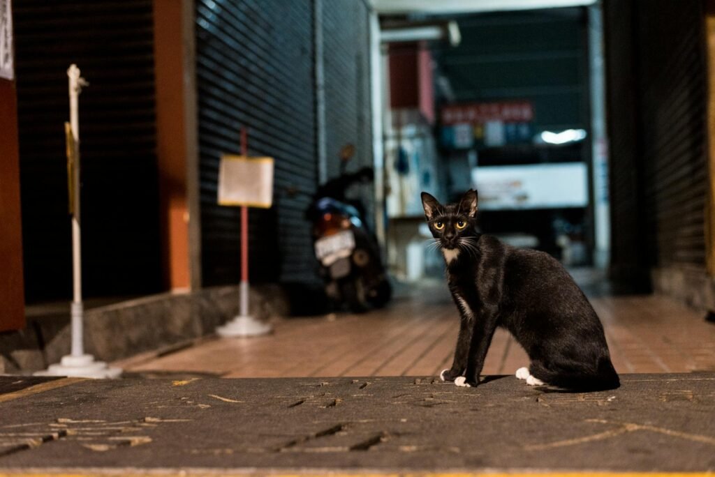 Gato preto elegante com olhos marcantes sentado em beco urbano à noite com iluminação suave