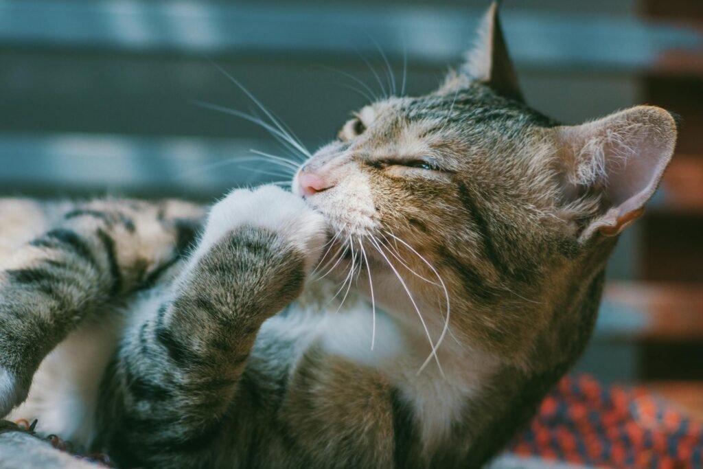 Gato tabby aconchegante se limpando, foto em close com iluminação suave e foco nos bigodes