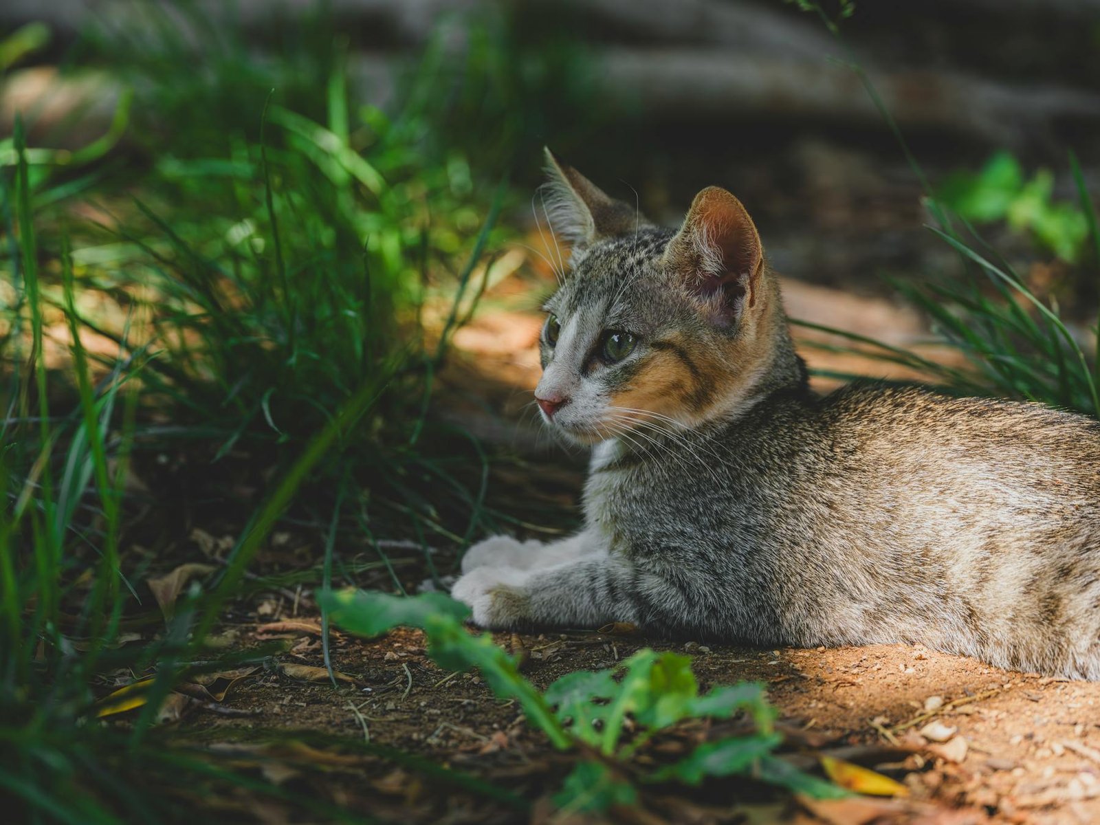 gato tabby fofo no jardim em ambiente natural