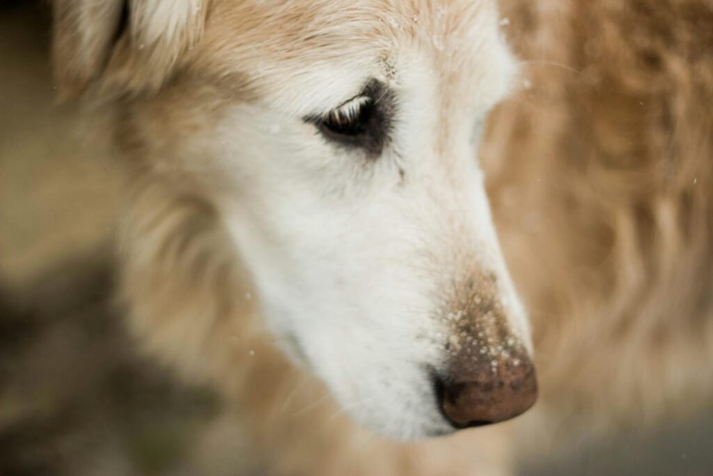 Close-up detalhado de golden retriever ao ar livre com olhar reflexivo, mostrando textura e emoção