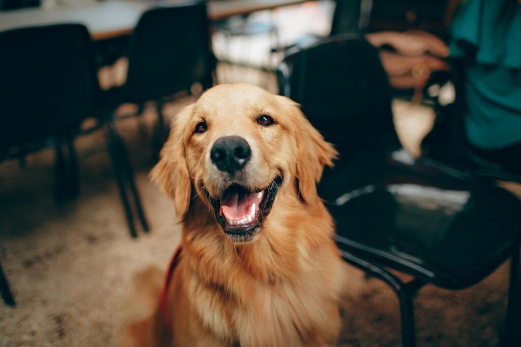 Cachorro golden retriever encantador sorrindo em ambiente interno, mostrando natureza brincalhona e amigável