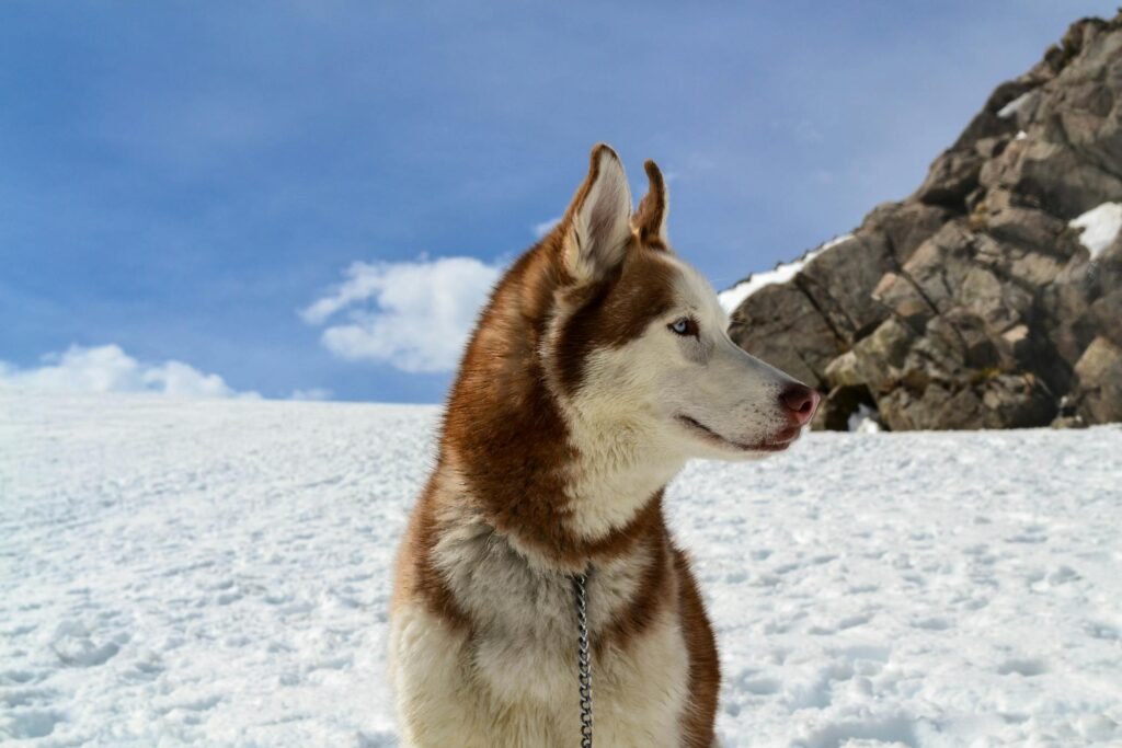 Husky Siberiano em paisagem nevada com pelagem espessa sob céu de inverno brilhante
