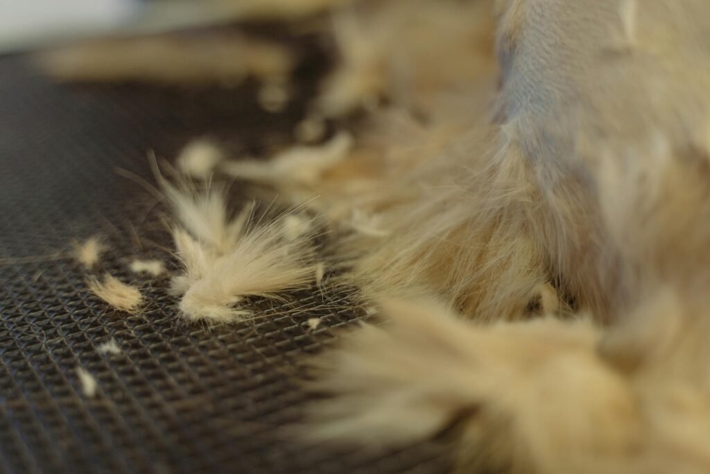 Imagem detalhada de pelo de animal durante sessão de higiene, destacando textura e cor