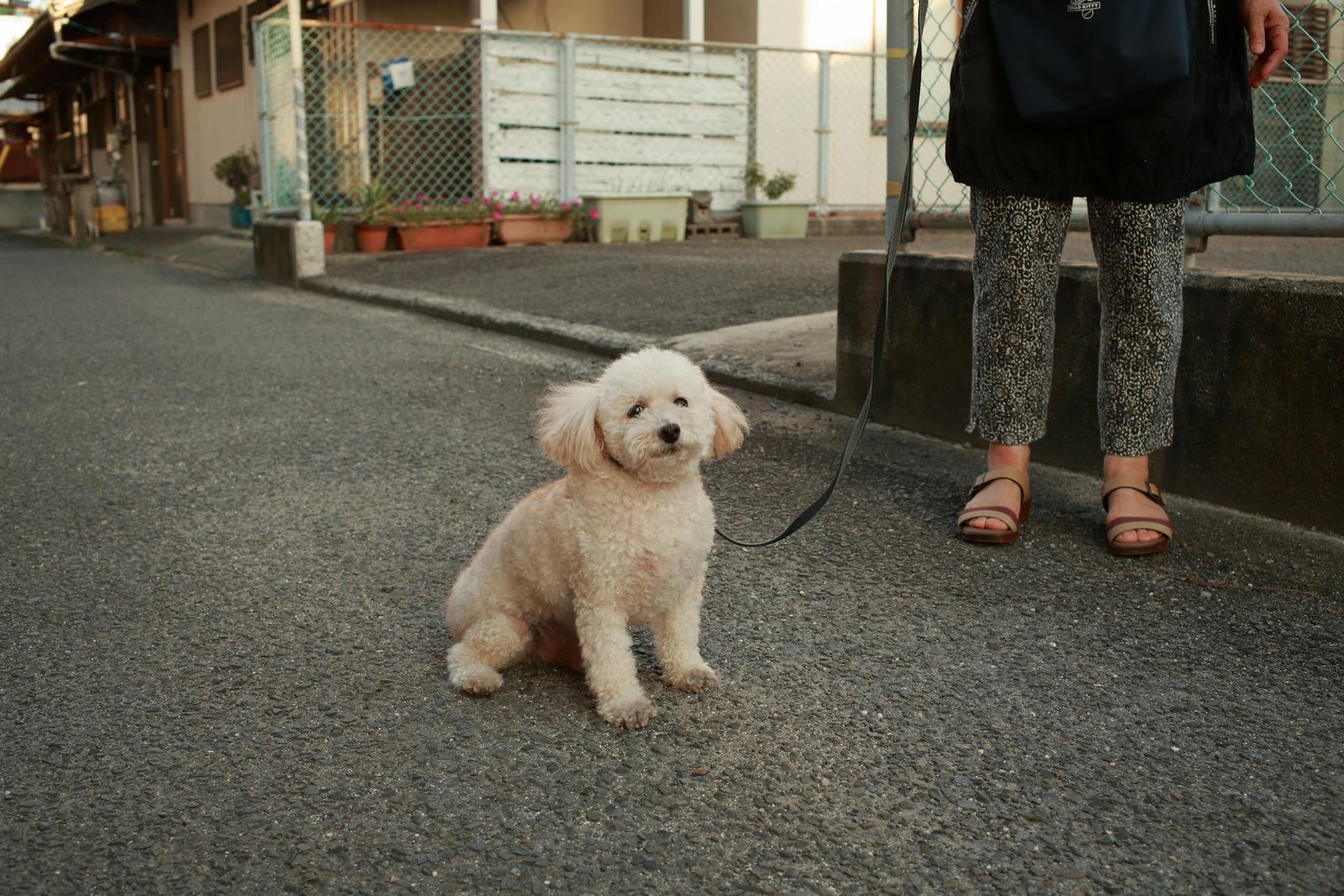 Poodle encantador sentado no calçamento da cidade ao lado do dono, passeio urbano com cachorro