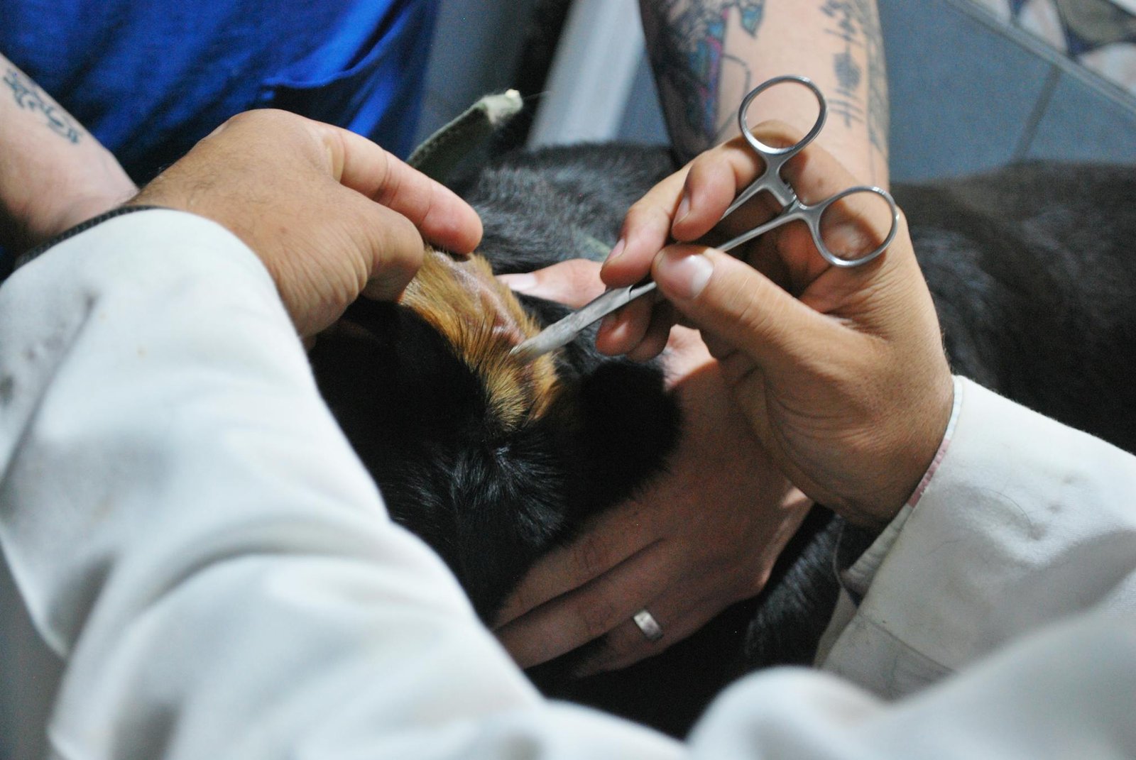 Veterinário examinando cuidadosamente o ouvido de cachorro durante consulta clínica