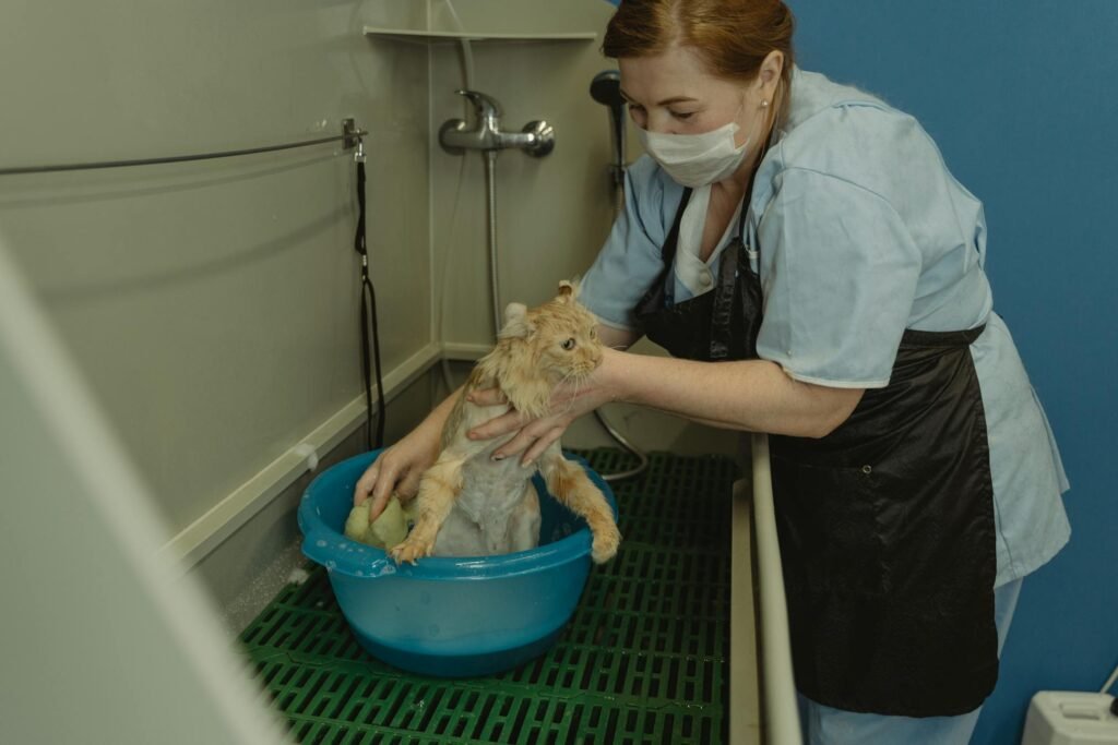 Profissional veterinário cuidando de gato durante banho em clínica veterinária
