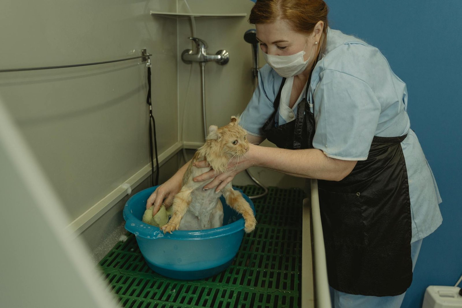Profissional veterinário cuidando de gato durante banho em clínica veterinária