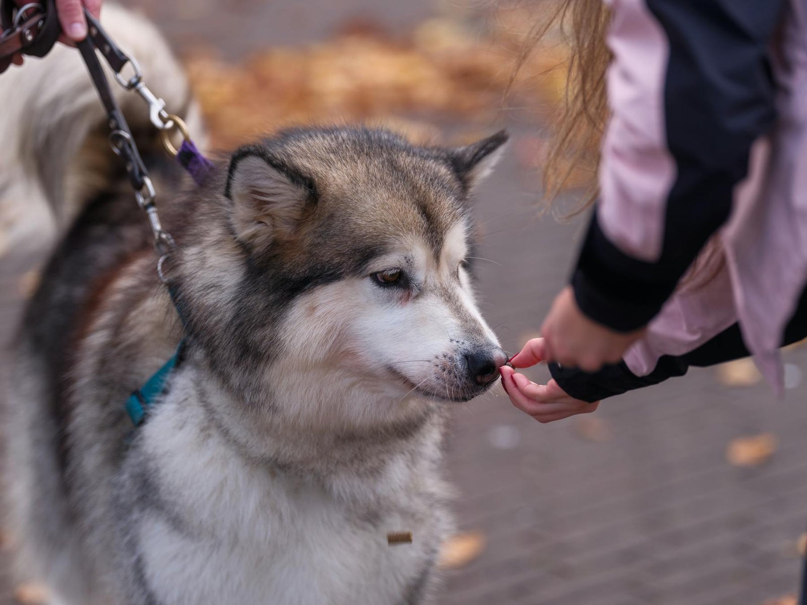Cachorro Alaskan Malamute na coleira recebendo petisco de criança ao ar livre