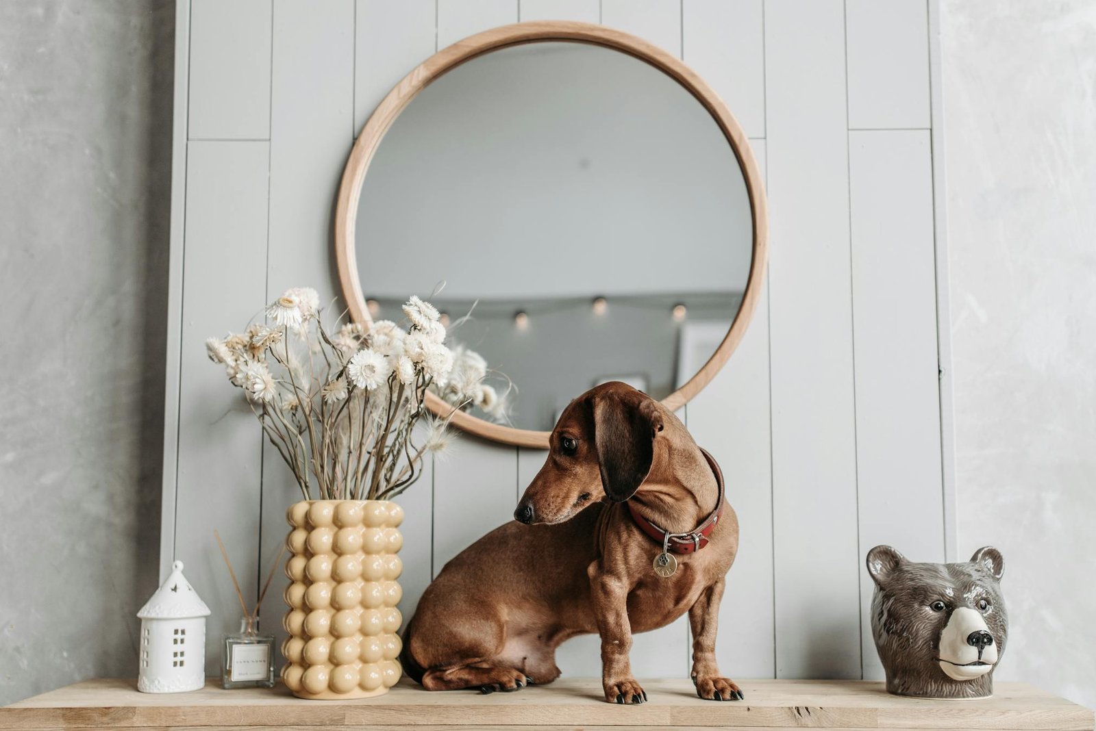 Dachshund fofo sentado em prateleira de madeira com decoração de casa, flores e espelho