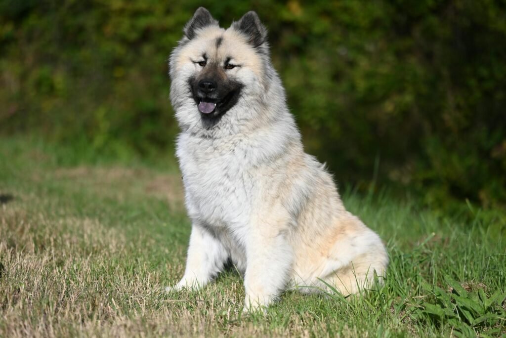 Cachorro Eurasier peludo sentado em grama verde exuberante com expressão alegre ao ar livre