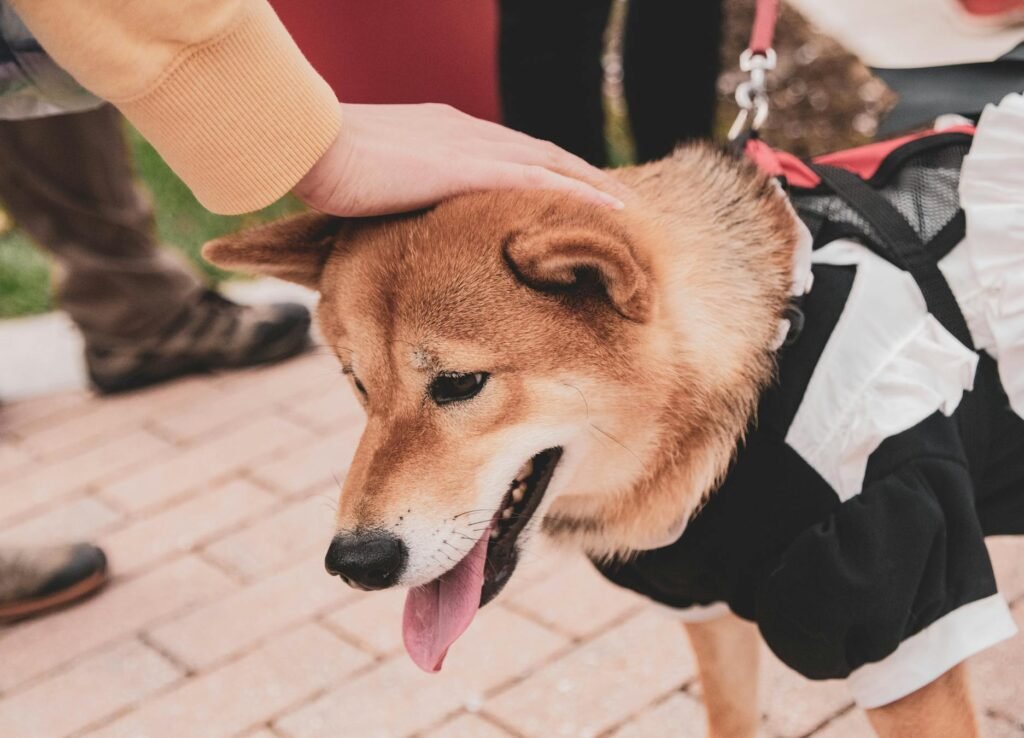 Cachorro Shiba Inu adorável com fantasia sendo acariciado carinhosamente ao ar livre