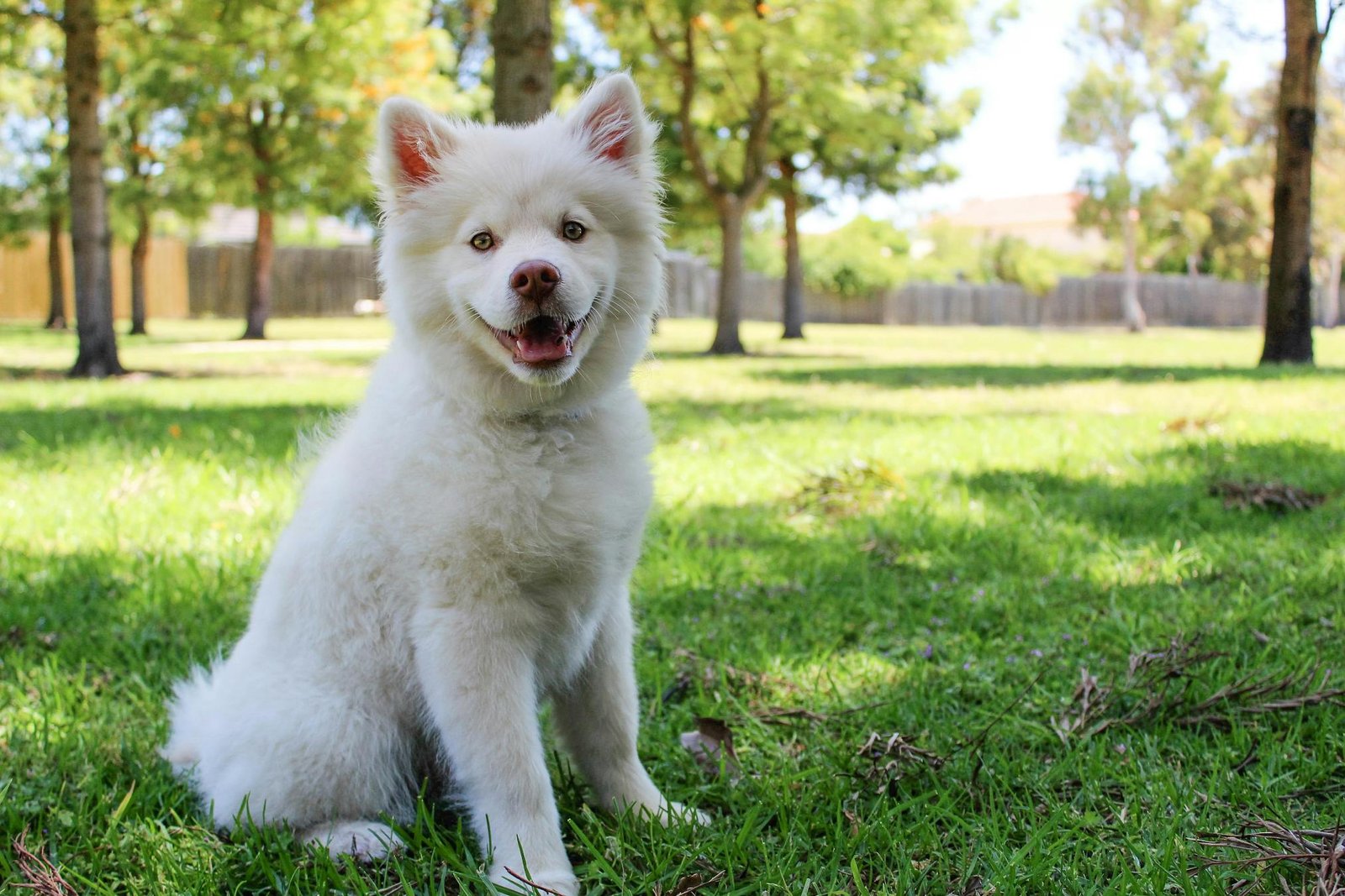 Cachorro branco fofo sentado na grama verde em parque ensolarado sorrindo