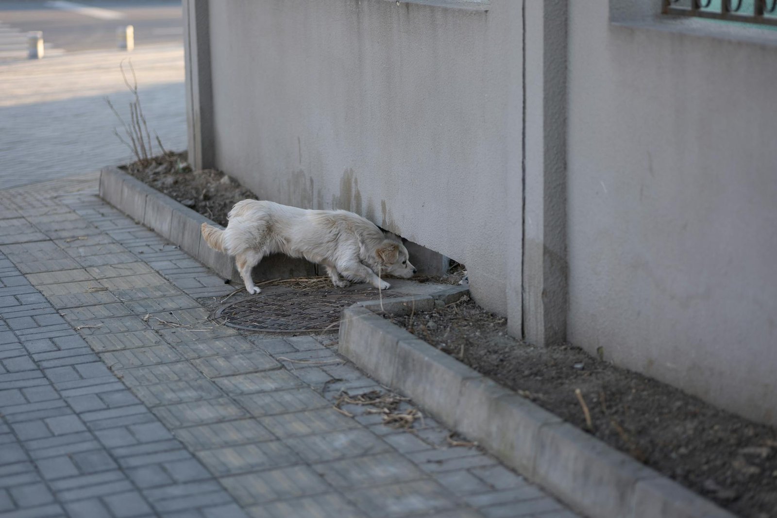 Cachorro branco pequeno explorando canto de concreto em rua urbana