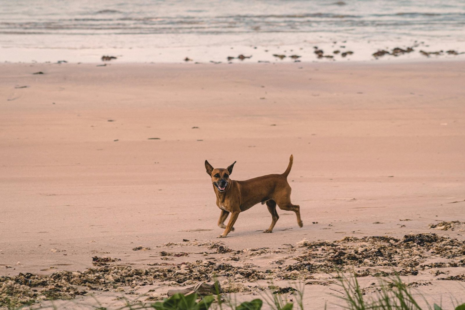 Cachorro feliz correndo na praia tranquila ao entardecer