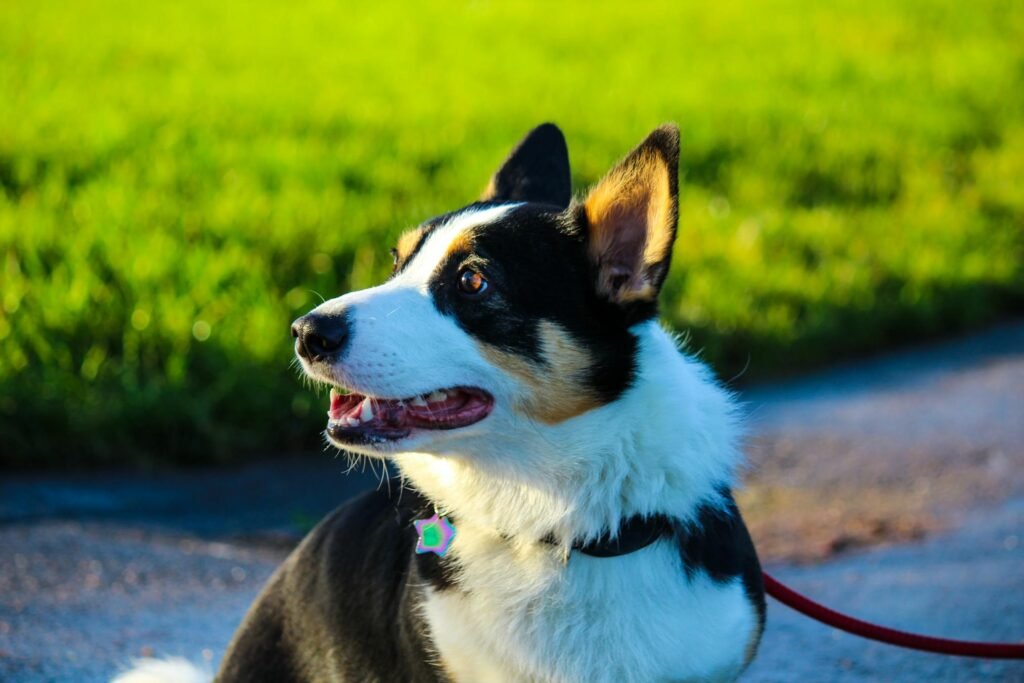 Close-up de Corgi Pembroke Welsh aproveitando passeio ao ar livre com cores vibrantes e expressão alegre