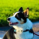 Close-up de Corgi Pembroke Welsh aproveitando passeio ao ar livre com cores vibrantes e expressão alegre