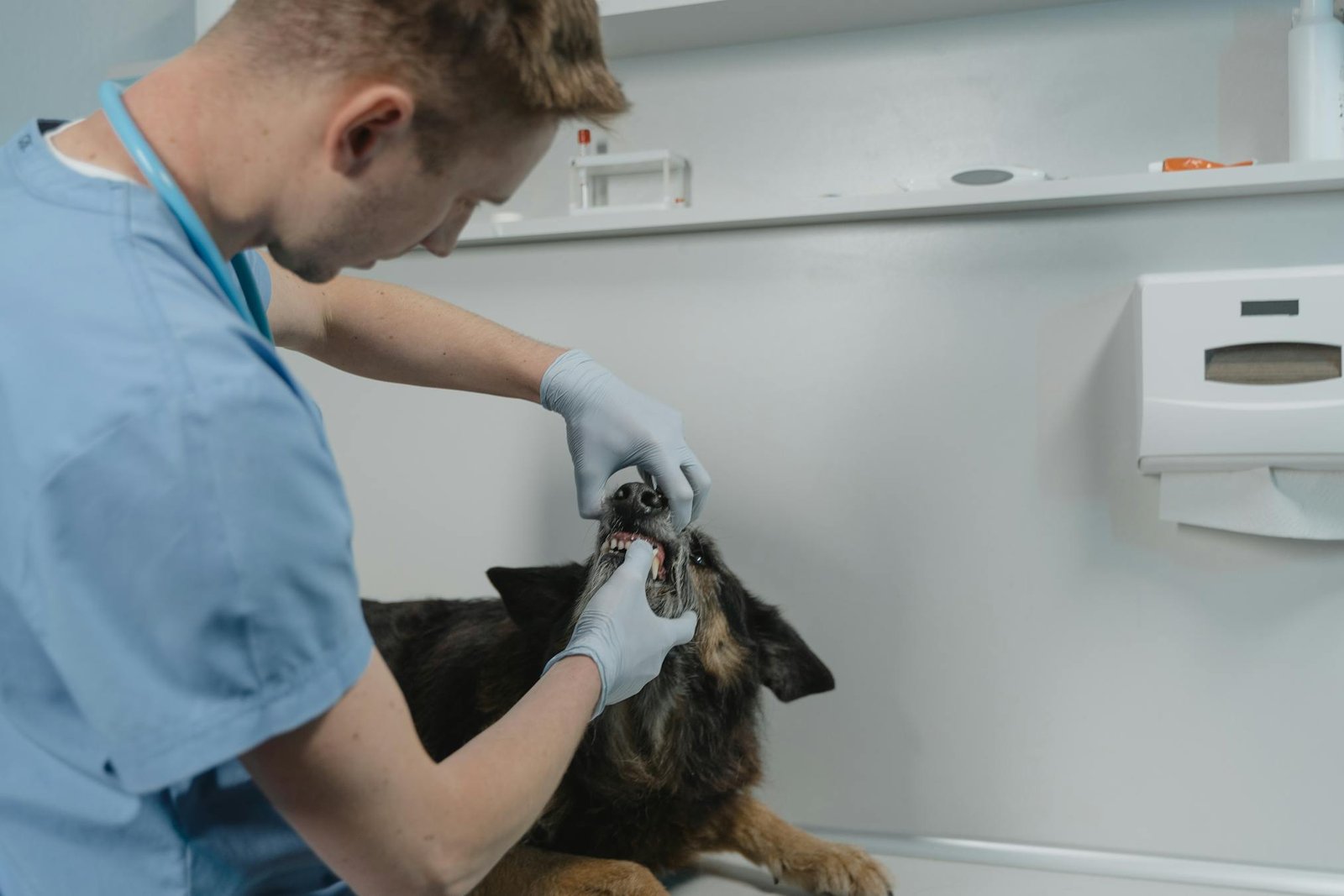 Veterinário examinando dentes de cachorro, cuidados odontológicos para pets em clínica veterinária