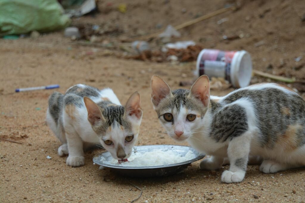 Dois gatos de rua comendo em tigela ao ar livre em solo arenoso, foto em close