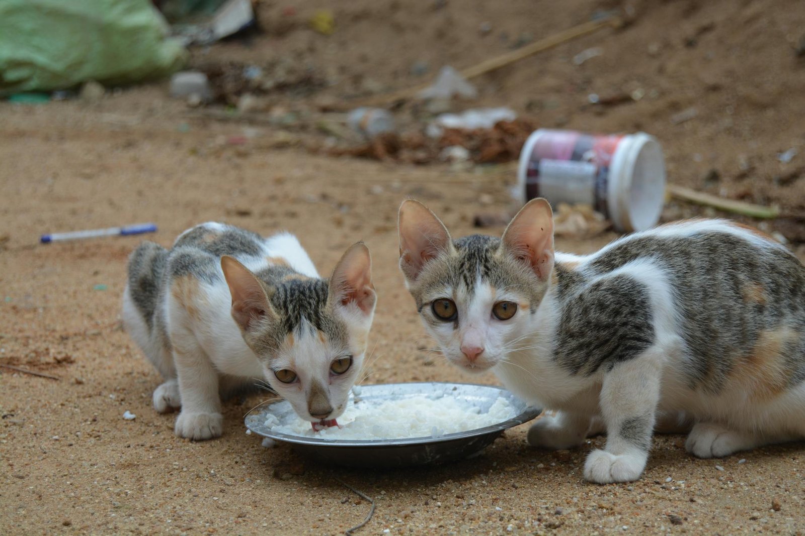 Dois gatos de rua comendo em tigela ao ar livre em solo arenoso, foto em close