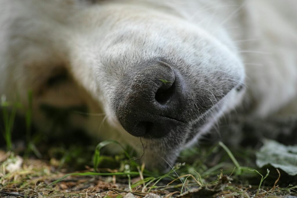 Filhote de golden retriever adorável dormindo pacificamente ao ar livre na grama